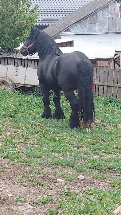Armasar de vânzare sau schimb.