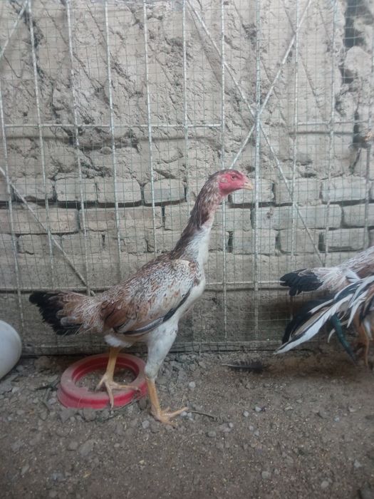 Barakasini bersin