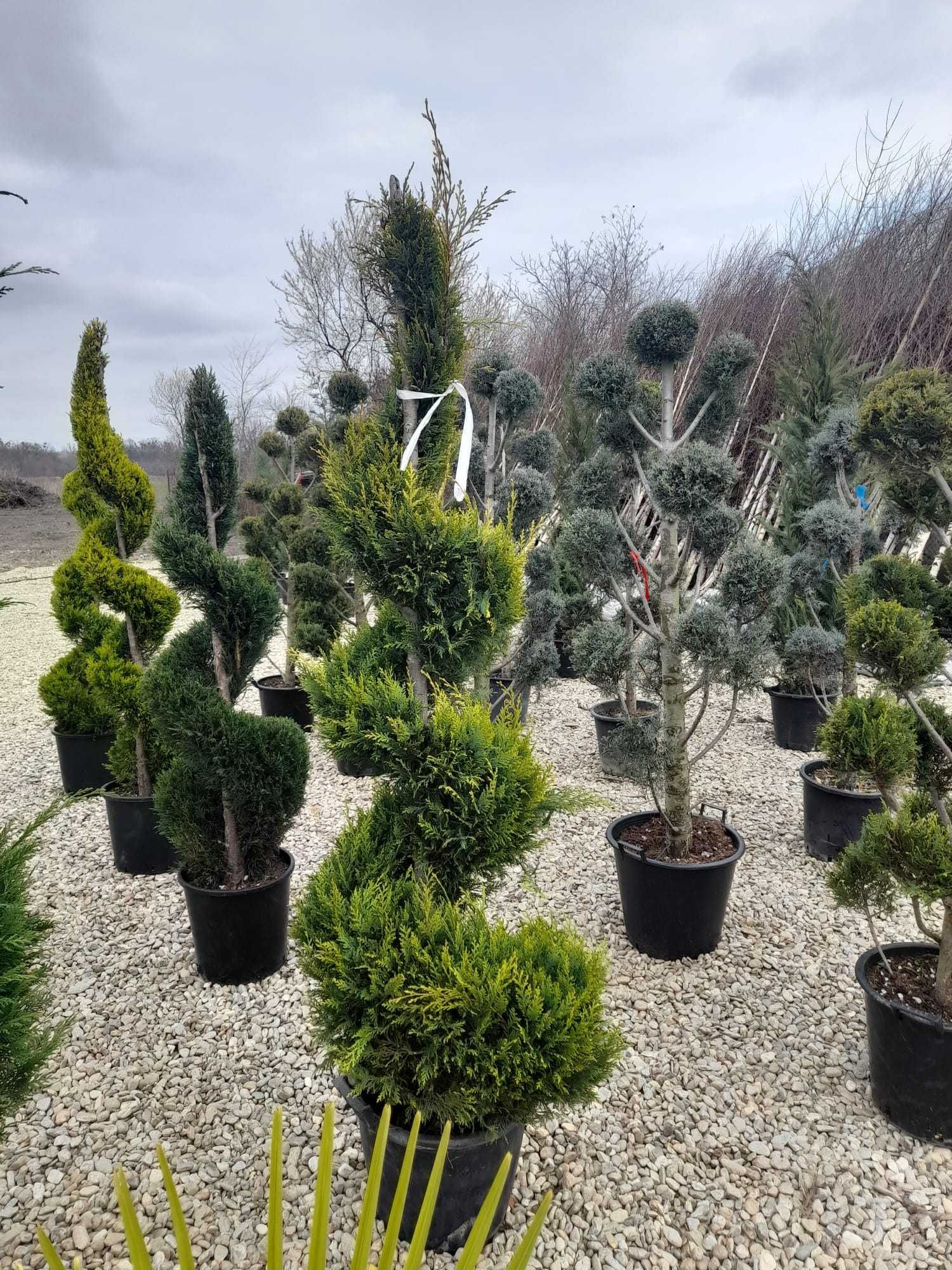 Crește-ți grădina cu plante ornamentale de calitate!