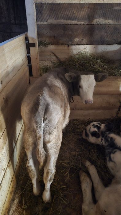 Vand vitica intarcata