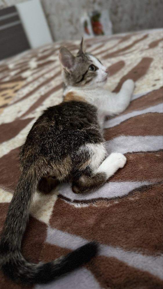 Котенок девочка 2 месяца