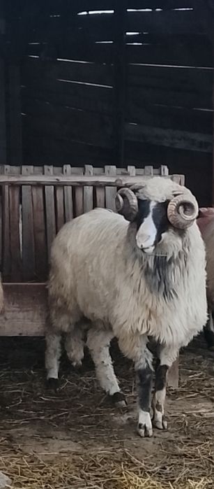 Vând un berbec breaz
