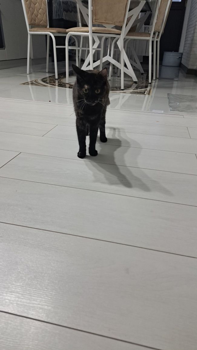 кошки отдам бесплатно