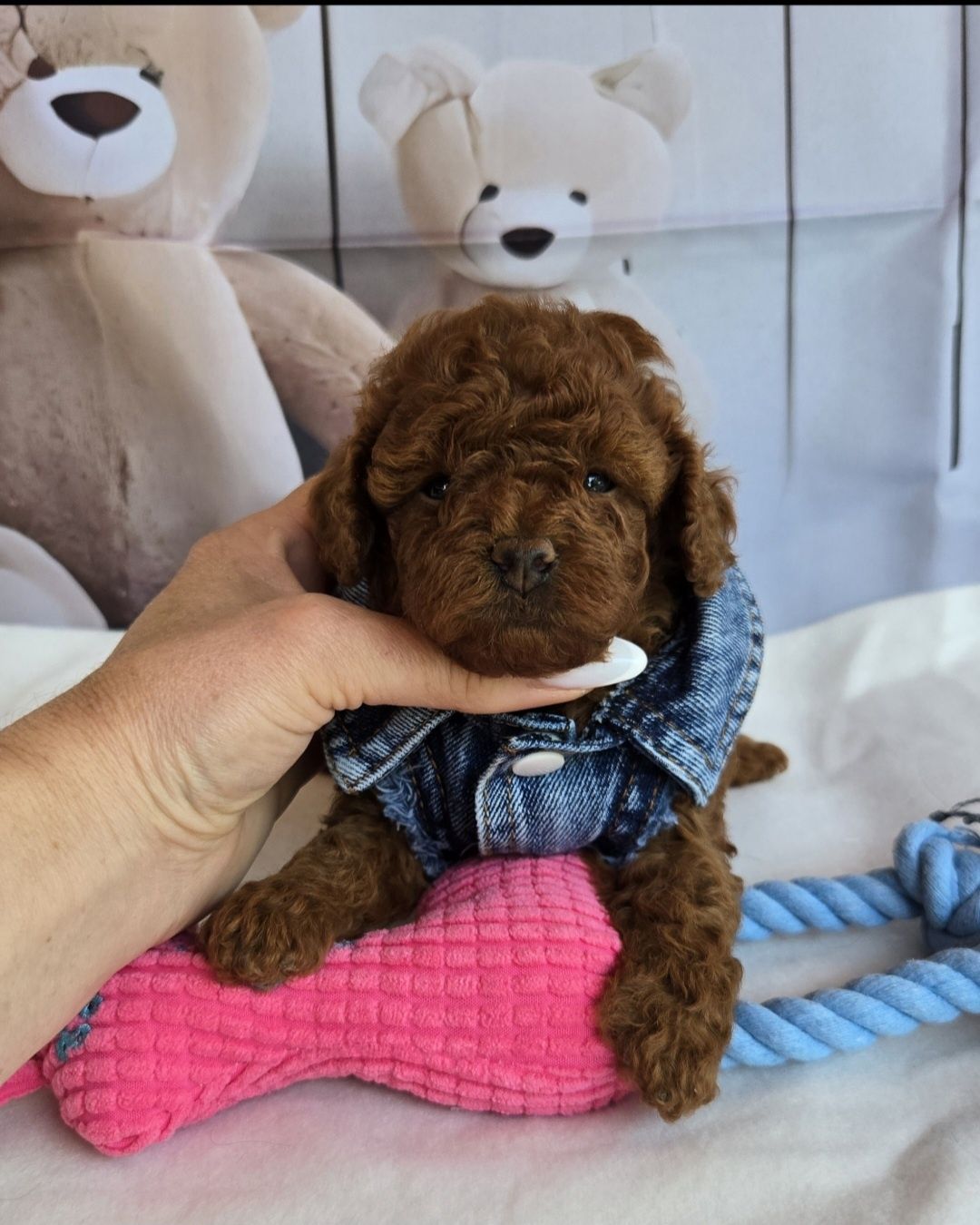 Пудел той Poodle toy с родословие момиче