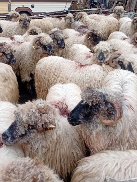 Vand 40 de oi bune de tinut