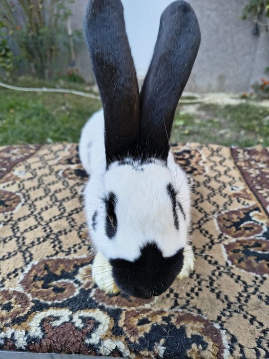 Mascul Pestriț German