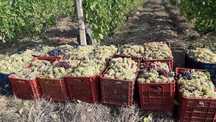 Struguri de vin de diferite soiuri producție 2025