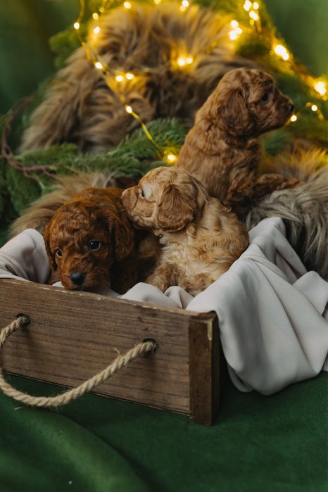 Мини пудели, родени на 07.10.