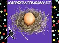 Инкубационное яйцо Ломан браун несушка НЛ4
