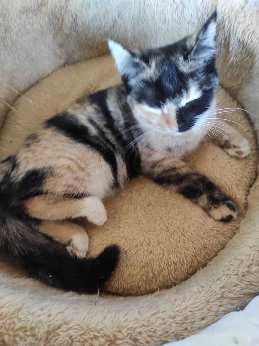 котёнок девочка 3 месяца