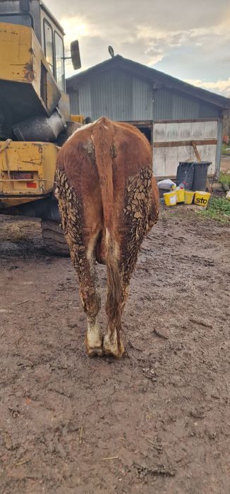 Vand doi tauri baltati