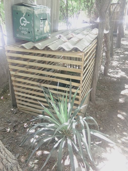 Tavuq xórozlarga kataklar sotiladi