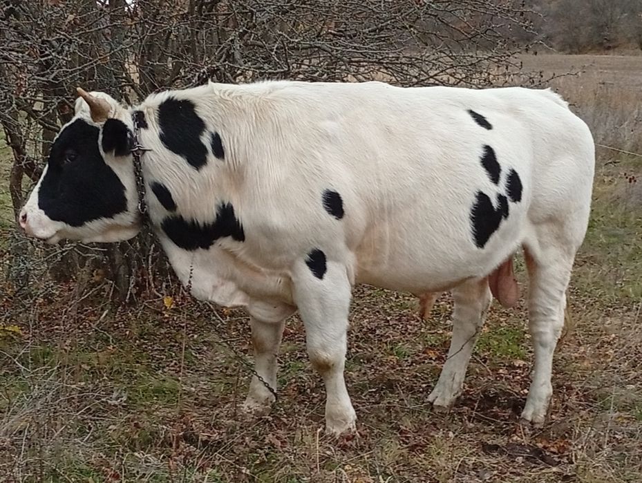 Taure de vânzare,90 de milioane negociabil