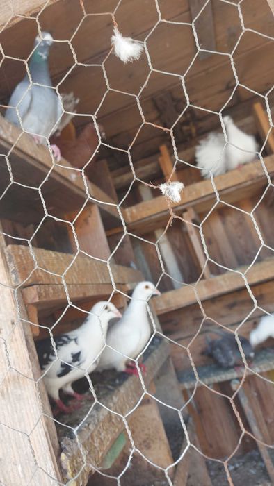 Vand porumbei, Rasa English Fantail, Cumulet, Călugăr de Saxonia