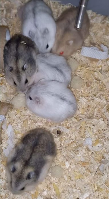 Hamsteri Siberieni