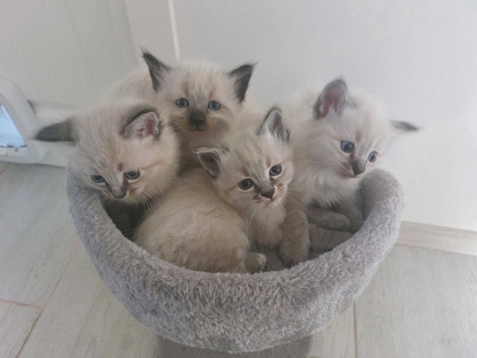 Pui pisica birmaneza