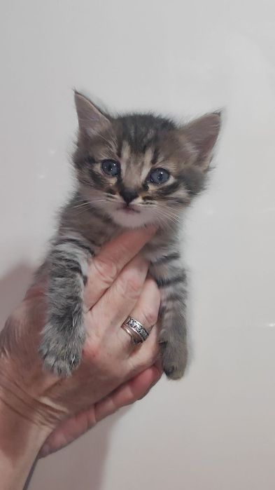 Отдаем котёнка в хорошие руки!