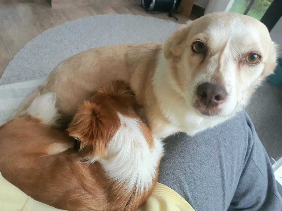 Ofer spre adopție două cățelușe sterilizate, talie mică