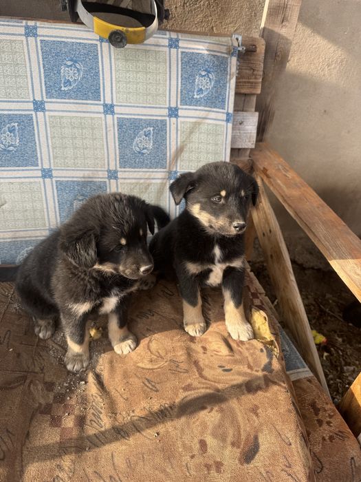 Подарю щенка 1,5 месяца