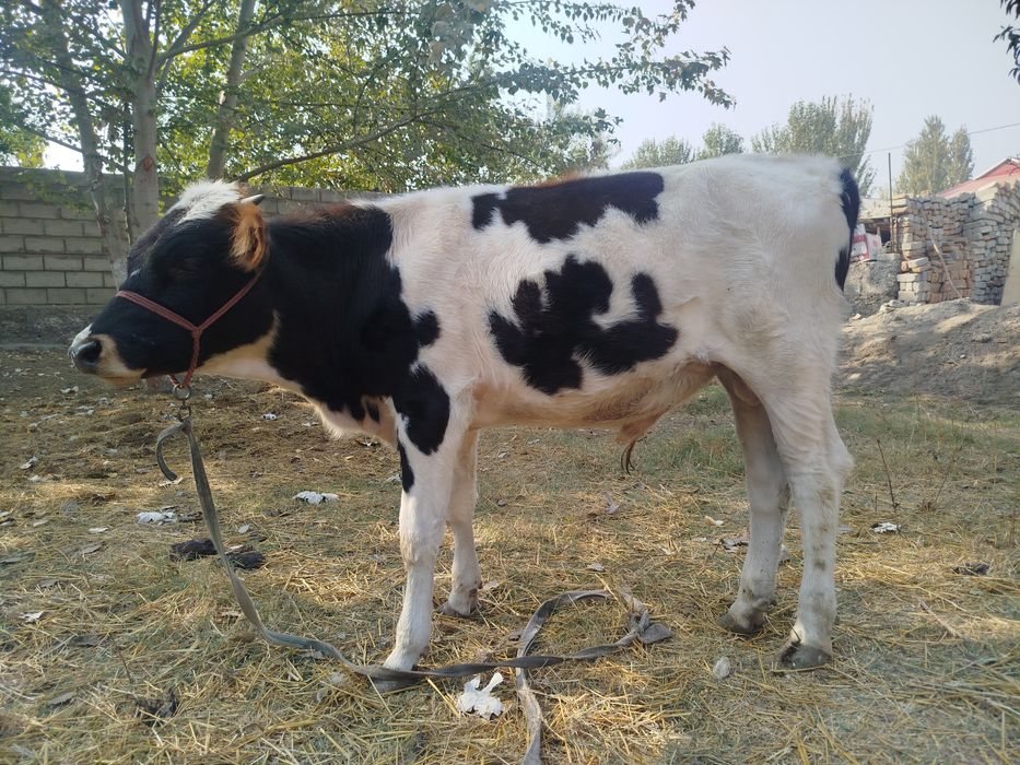 Buqacha sptiladi