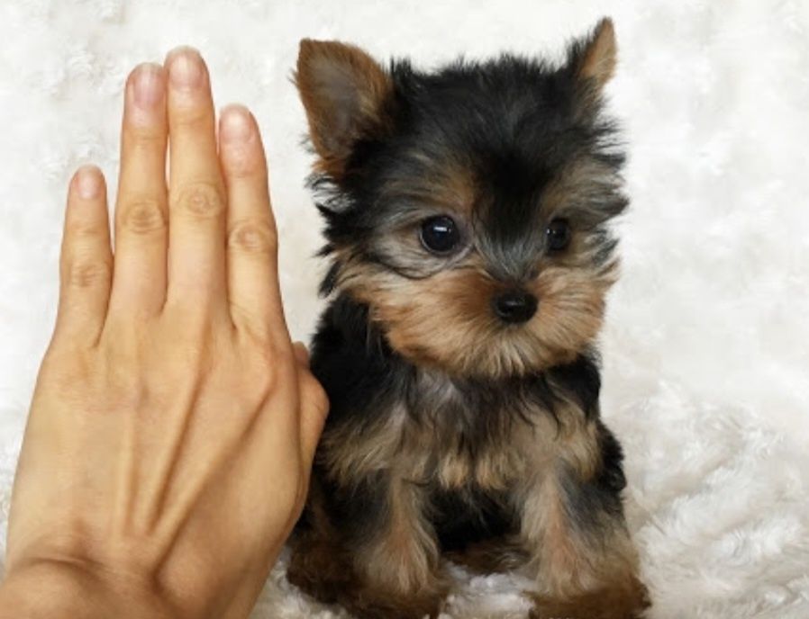 Yorkshire terrier talie mica