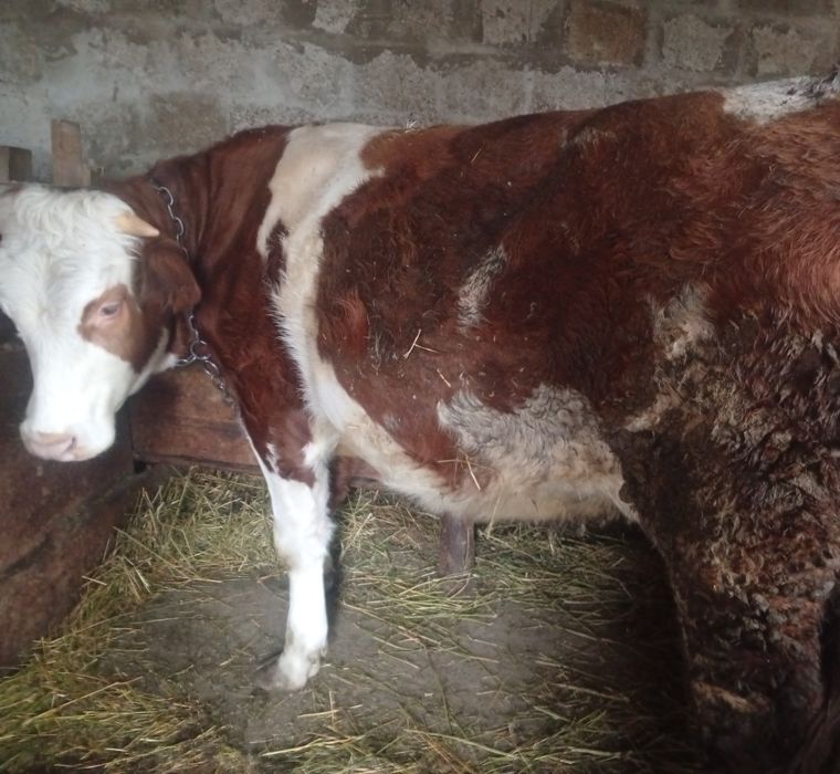 Junică Bălțata Romaneasca