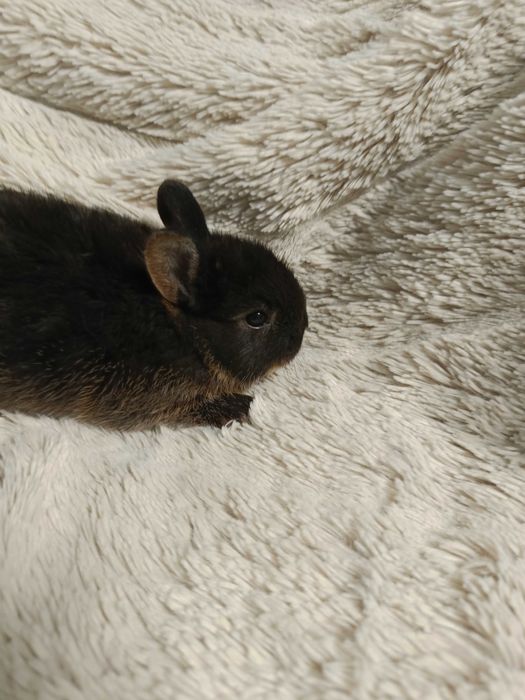 Голландско джуджета с