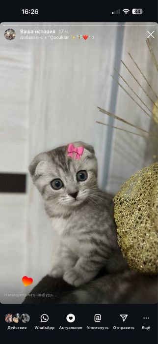 Zottor Mushuk bollari