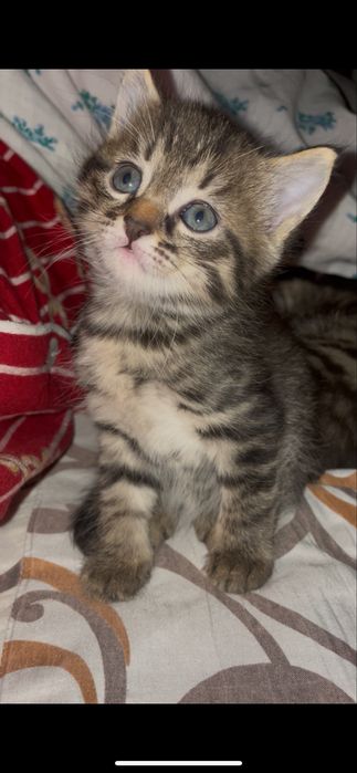 Котята, отдам даром