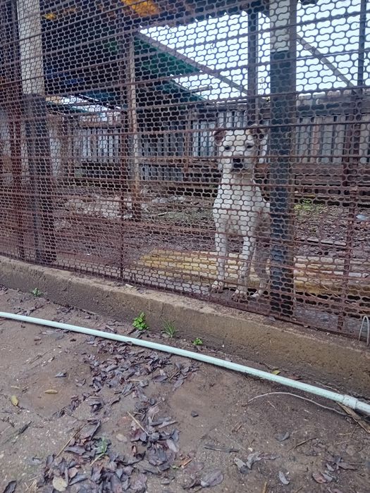 Американско були