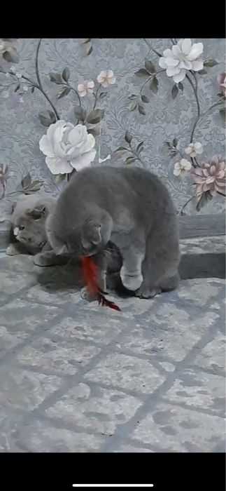 Продойотся девочка фолд 6 месячная