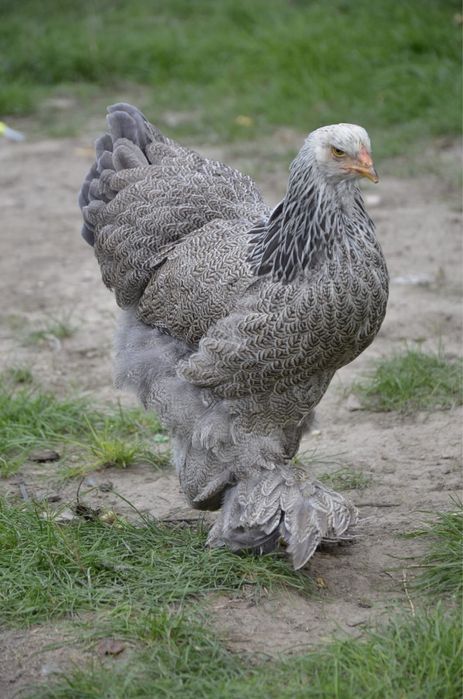 Doua gaini brahma silver orange bso