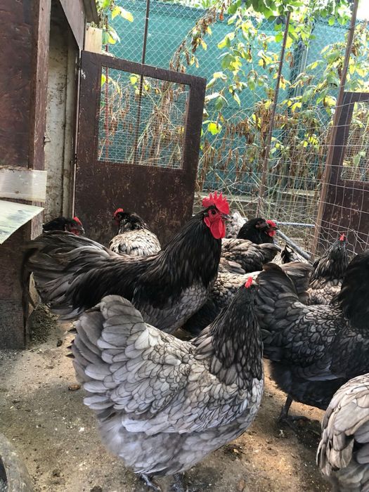 Oua incubat australorp alb splash albastru negru, plymouht, araucana