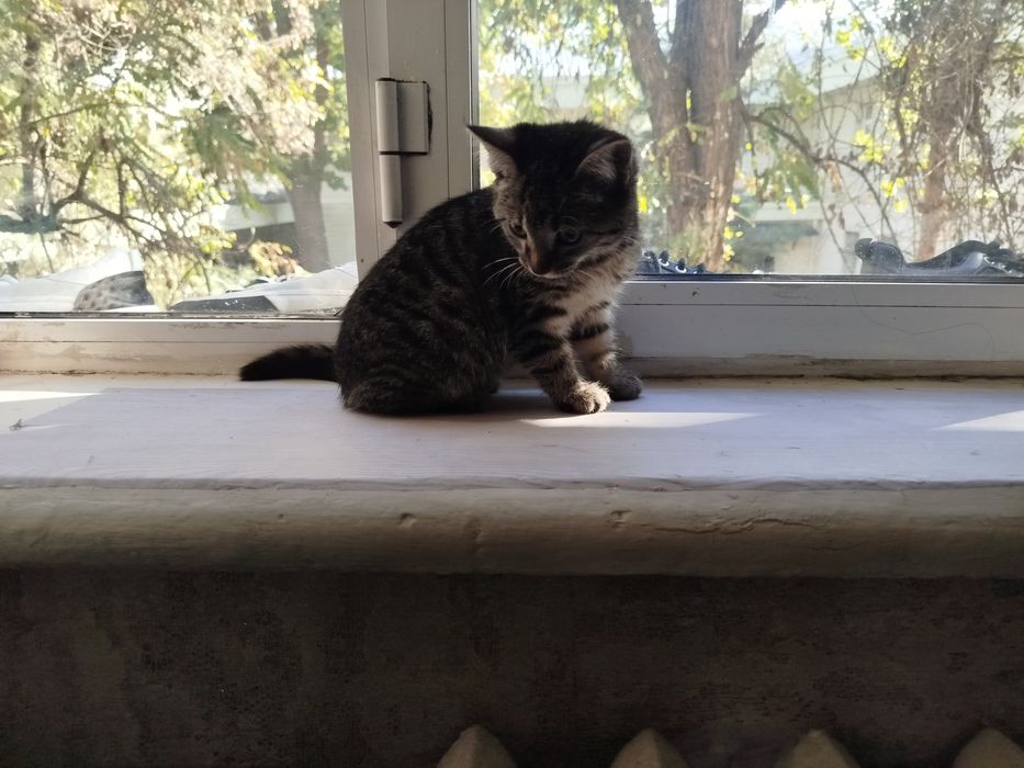 Продаётся красивая кошечка