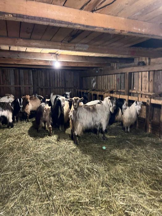 Vând capre bune de ținut