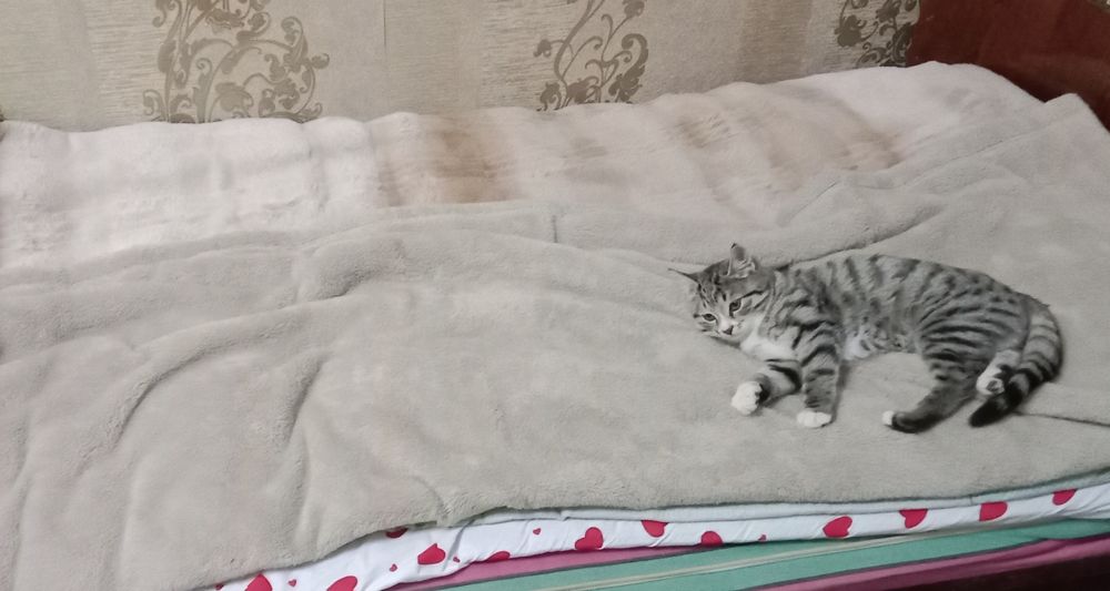 Ташкент! Ищет дом пушистый комочек счастья!