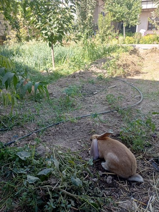 Великан куен боласи