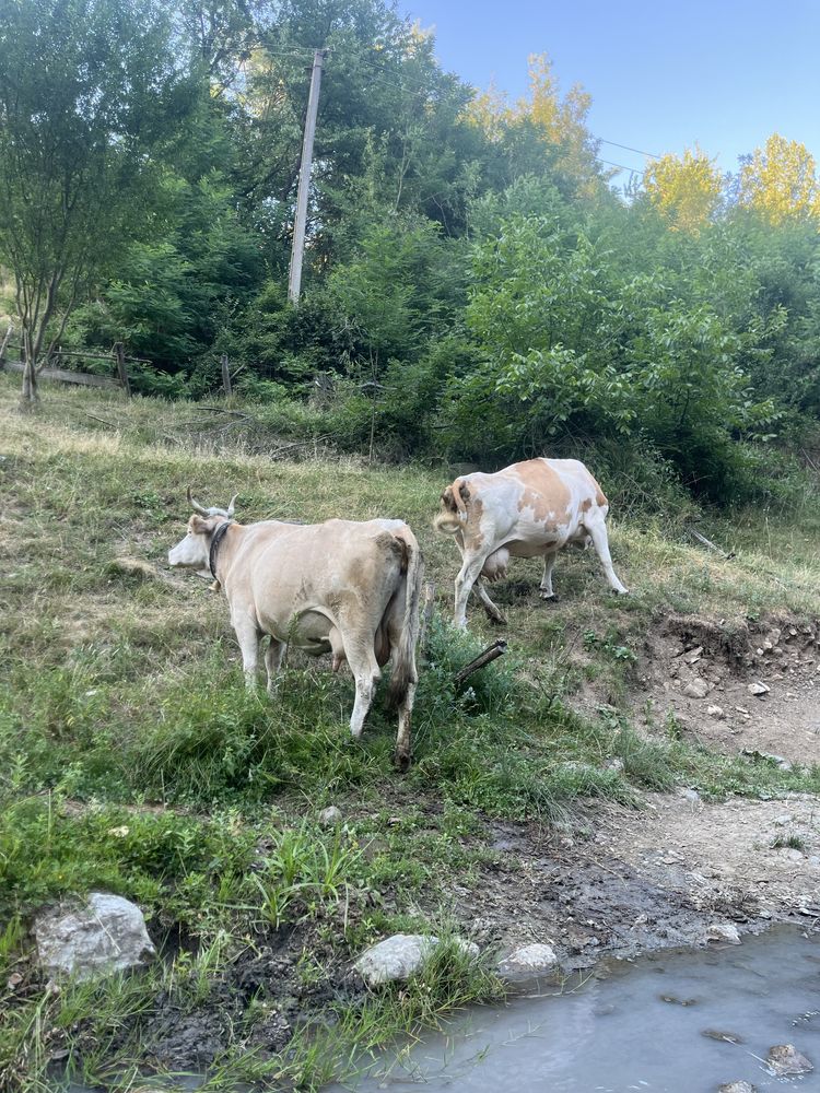 Vand 2 vaci bălțate romanesti