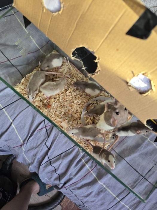 Продам декоративных месячных крыс