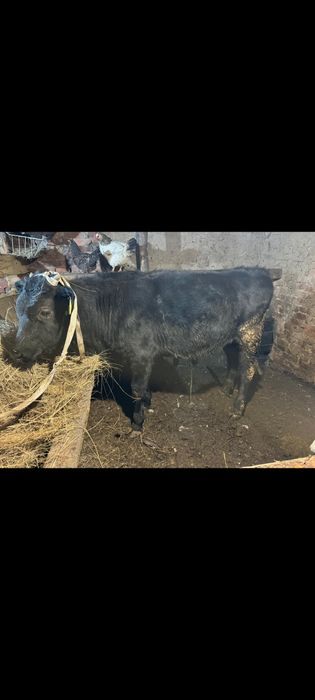Продам бычкааааа