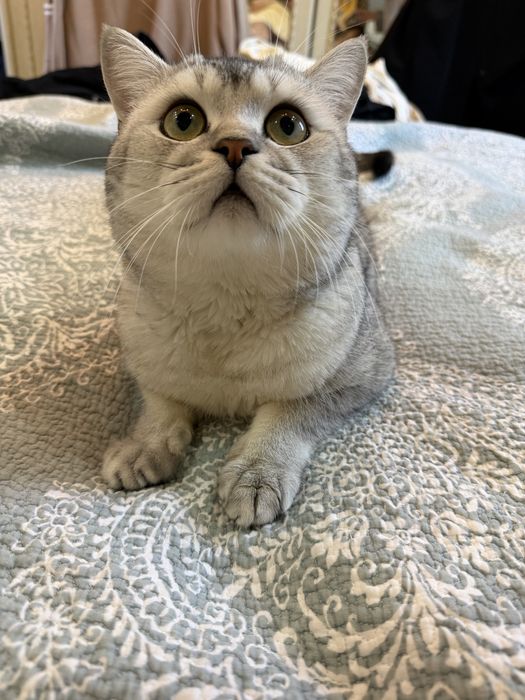 Вязкага куямиз киз мушукларни