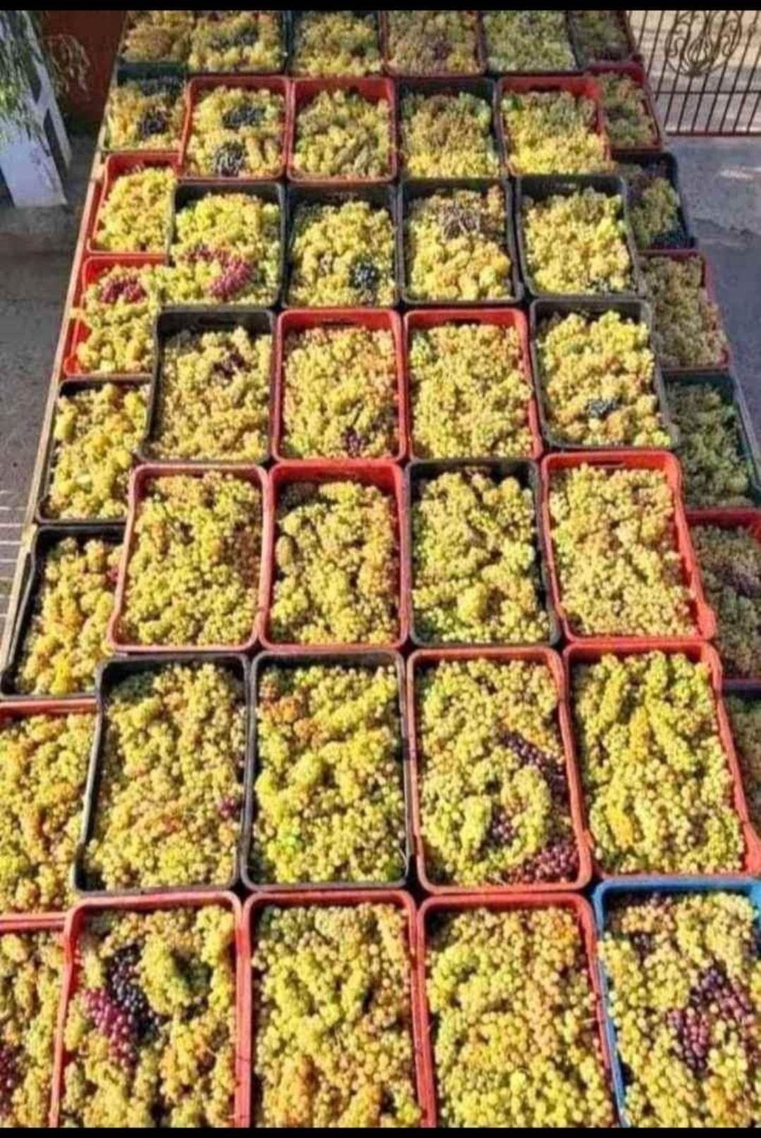 Vând struguri de vin de la Vrancea