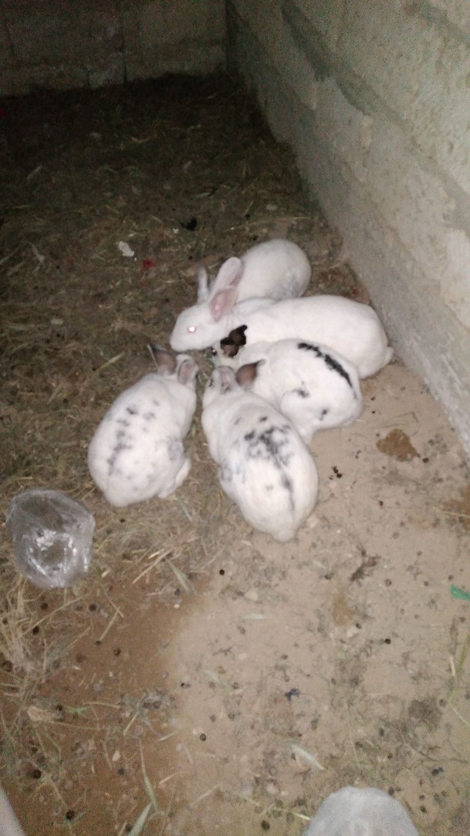 Продаются кролики 6 кроликав в актау 4000мын