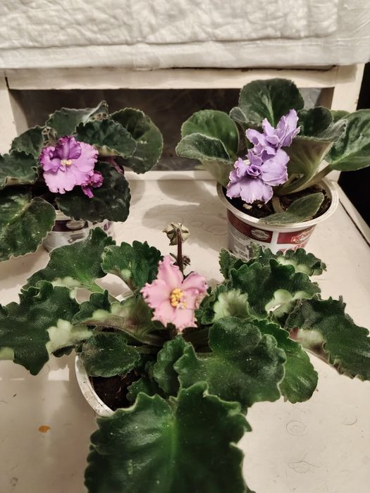 Фиалки (сенполии)