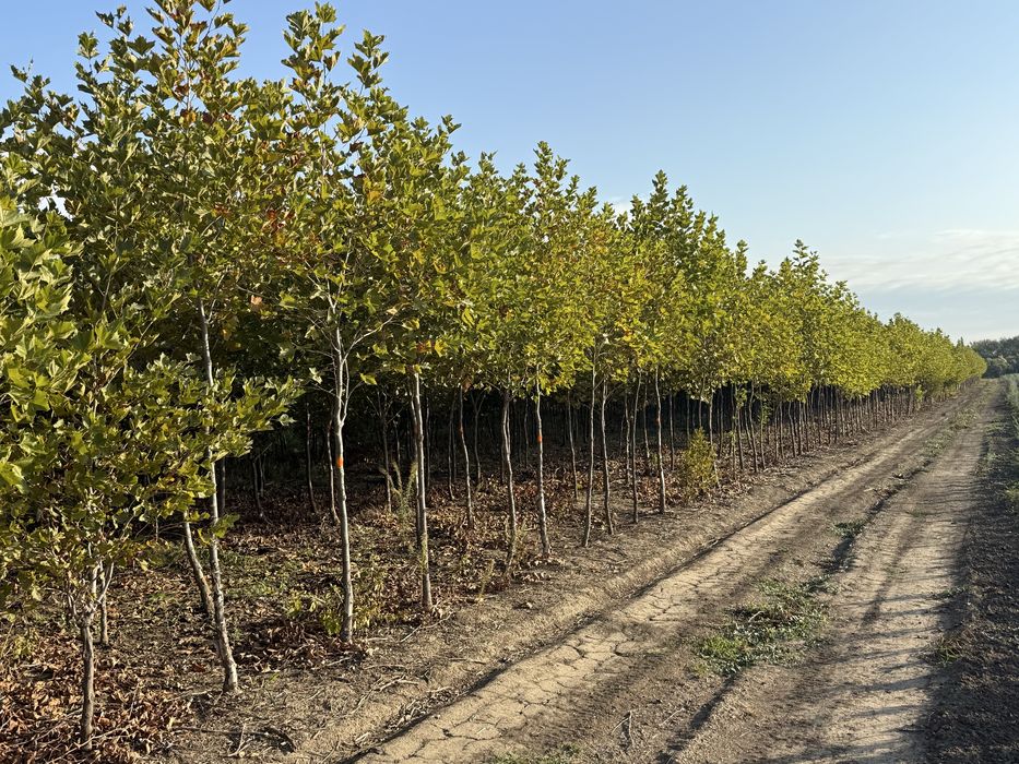 Vand copaci ornamentali platan-tei-mesteacan