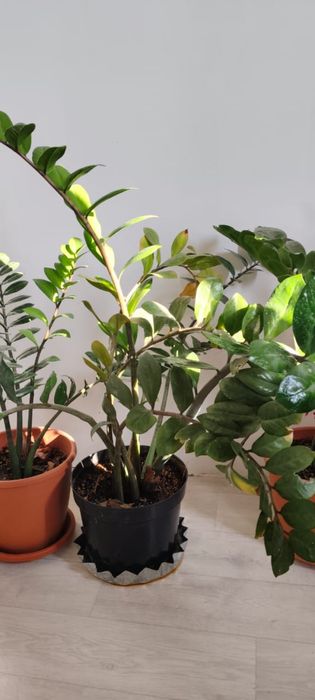 Доллар гүлдер сатылады 15-25 мың арасы