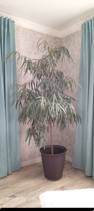 Большие Фикусы. 3 вида по 150 000₸