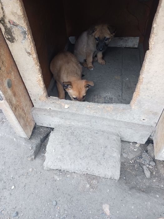 Ofer  căței gratis