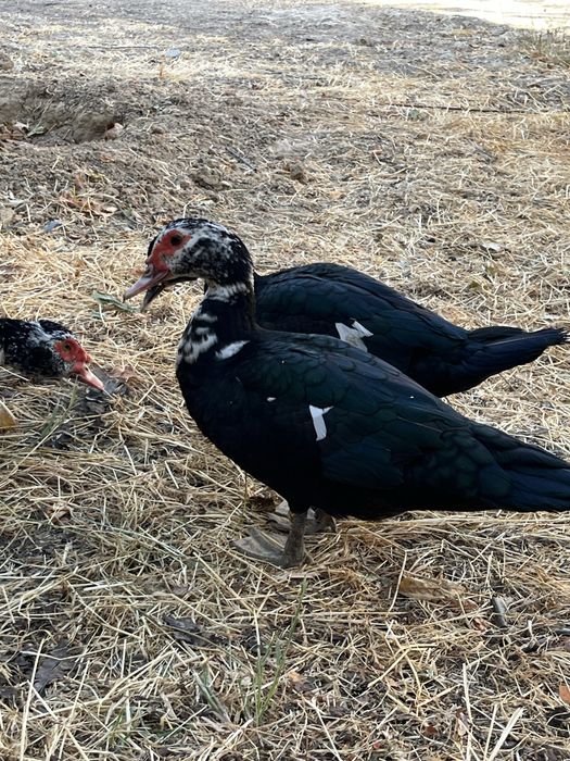 3 ta Qora Indutkalar sotiladi