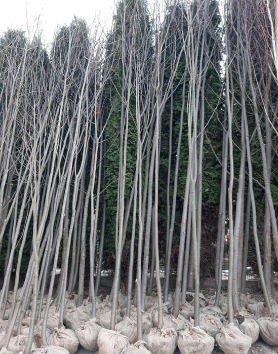 Tuia Copaci ornamentali